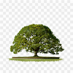 Big Green Tree