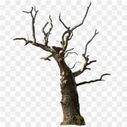 Single Dead Tree