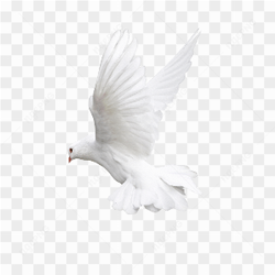 White Pigeon Flying 