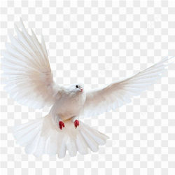 White Pigeon Flying
