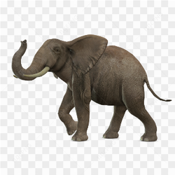 Adult Wild Elephant