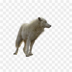 White Wild Wolf