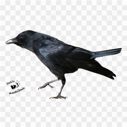 Black Crow Walking