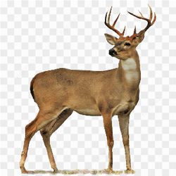 Beautiful Wild Deer