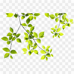 Beautiful Tree Leaves