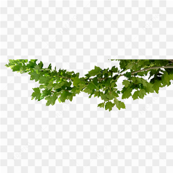 Green Tree Branch