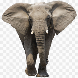 Adult Wild Elephant