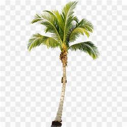 Beautiful Coconut Tree