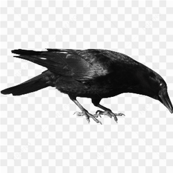 Beautiful Black Crow