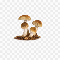Beautiful Wild Mushrooms