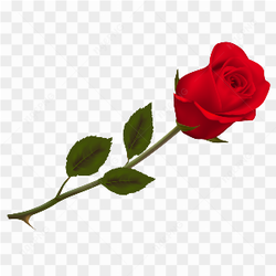 Beautiful red rose