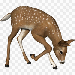 Young Deer Feeding on grass