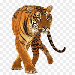 Wild Tiger Walking