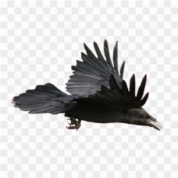 Black Bird Flying