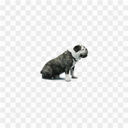Small Black white Pug