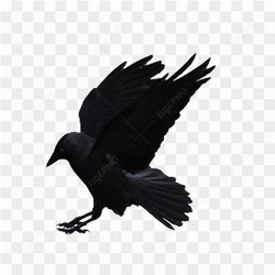 Black Crow Landing