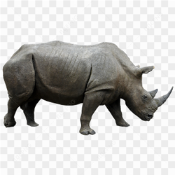 Double Horned Rhinocerous
