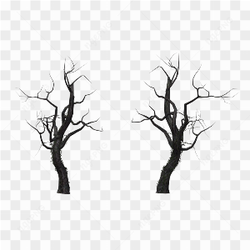 Dead Tree Branches
