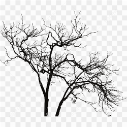 Beautiful Dead Tree