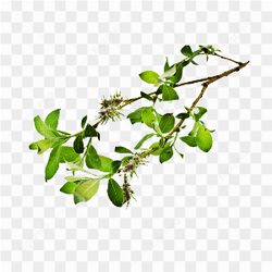Wild Tree Branches
