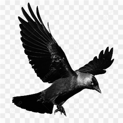 Black Bird Flying