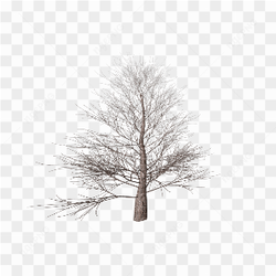 Dead tree with branches
