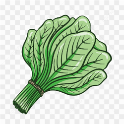 Vector Vegetable Spinach Soup Healthy Green Leaves
