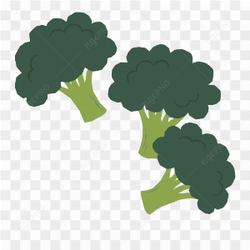 Vector Vegetable Broccoli Green Fresh