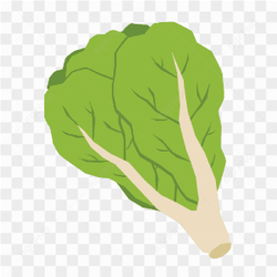 Vector Lettuce Vegetable Fresh